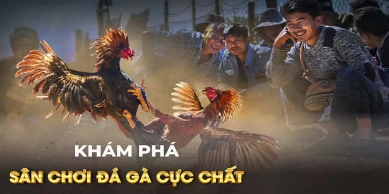 Bí Kíp Thắng Đậm Đá Gà GA28 Tại BuBet Dẫn Đầu Mọi Cuộc Chơi
