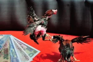 Bí Quyết Chinh Phục Đá Gà Sabong Tại BuBet Dẫn Đầu Mọi Thách Thức